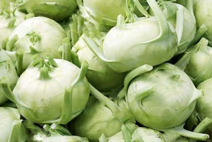 Капуста Кольраби Русский размер Капуста Кольраби Русский размер