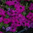 Петуния грандифлора Лимбо Джи Пи Виолет