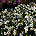Астра кустарниковая Schneekissen