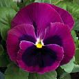 Виола (Фиалка, Анютины глазки) гибридная Розмари