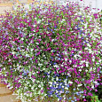 Лобелия плетистая Фонтан смесь