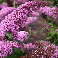 Буддлея Давида Пинк Дилайт