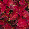 Колеус Джиант Эксибишен Рустик Ред Колеус Джиант Эксибишен Рустик Ред