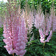 Астильба китайская Розенкертц Астильба китайская Розенкертц