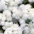 Агератум Белый шар