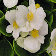 Бегония вечноцветущая зеленолистная Монза Вайт