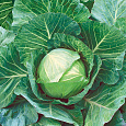 Капуста Белокочанная Нозоми F1 Капуста Белокочанная Нозоми F1