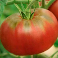 Томат Салатная находка
