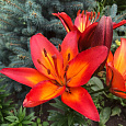 Лилия ЛА-гибрид Фиамма Лилия ЛА-гибрид Фиамма