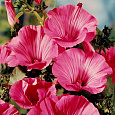 Лаватера Красотка красная