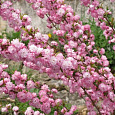 Вишня Железистая Rosea Plena