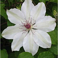 Клематис (Ломонос) гибридный Matka Urszula Ledochowska