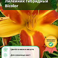 Лилейник гибридный Bicolor