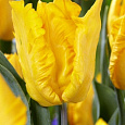 Тюльпан Попугайный Yoko Parrot