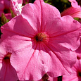 Петуния грандифлора Игл Пинк