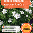 Герань кроваво-красная Альбум