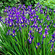 Ирис сибирский Ottawa Ирис сибирский Ottawa