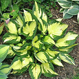 Хоста гибридная Morning Light