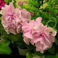 Петуния махровая	Дабл каскад софт пинк