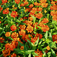 Цинния Циннита Оранж