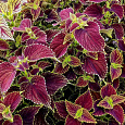 Колеус Джиант Эксибишен Магма Колеус Джиант Эксибишен Магма