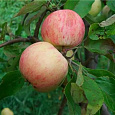 Яблоня Грушовка красная Московская