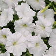 Петуния ампельная F1 Изи Вейв	Вайт