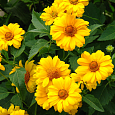 Гелиопсис подсолнечниковидный Goldgefieder