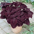 Колеус Джиант Эксибишен Палисандра Колеус Джиант Эксибишен Палисандра