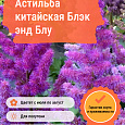 Астильба китайская Блэк энд Блу Астильба китайская Блэк энд Блу