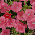 Петуния грандифлора Дримс Салмон