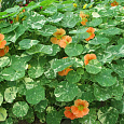 Настурция низкорослая Аляска оранжевая