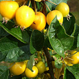 Яблоня Китайка золотая Яблоня Китайка золотая