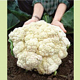 Капуста Цветная Русский размер Капуста Цветная Русский размер