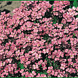 Арабис альпийский Смесь окрасок