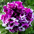 Петуния махровая	Пируэтт парпл