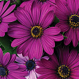 Остеоспермум Акилла Парпл
