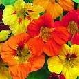 Настурция большая Аут оф Африка