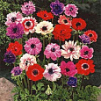 Анемона корончатая Сент Бриджид смесь окрасок Анемона корончатая Сент Бриджид смесь окрасок