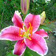 Лилия Восточная Acapulco Лилия Восточная Acapulco