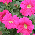 Петуния грандифлора Дримс Роуз
