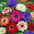 Анемона корончатая Сент Бриджид смесь окрасок Анемона корончатая Сент Бриджид смесь окрасок