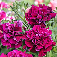 Петуния махровая многоцветковая Дуо бургунди