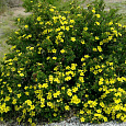 Лапчатка кустарниковая Yellow Bird Лапчатка кустарниковая Yellow Bird