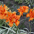 Лилейник гибридный Fulva Kwanso variegata