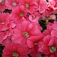 Петуния грандифлора Дримс Салмон