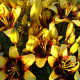 Лилия азиатская Танго Бамблби Лилия азиатская Танго Бамблби