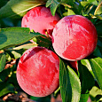 Слива  Красный шар