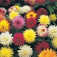 Георгина Кактус фловеред микс