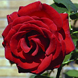 Роза Чайно-гибридная Forever Young